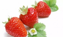 娱乐吃瓜酱草莓视频下载,娱乐吃瓜酱带你轻松获取热门娱乐内容